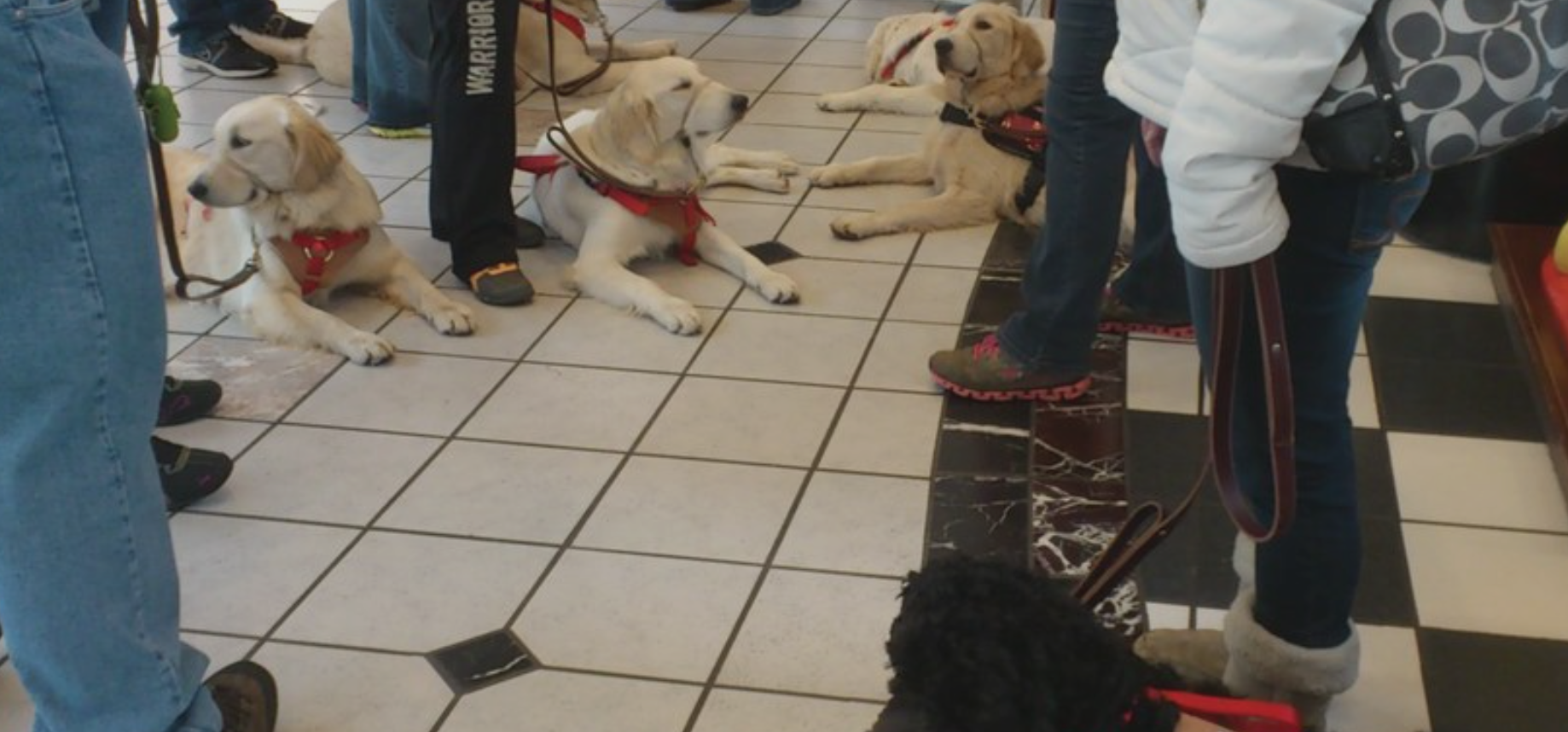 Multipurpose Assistance Dogs