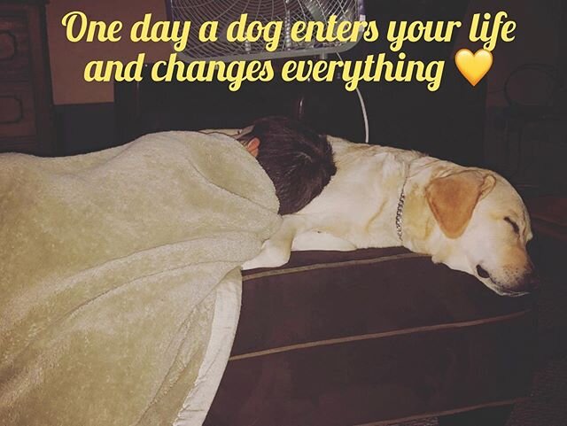 💛 unconditional love #ninaservicedogs #servicedogschangelives