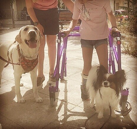 &Omicron;&iota; &sigma;&kappa;ύ&lambda;&omicron;&iota; &beta;&omicron;&eta;&theta;&omicron;ί &epsilon;&nu; &delta;&rho;ά&sigma;&epsilon;&iota;! #ninaservicedogs #servicedogschangelives #servicedogsforchildrenwithdisabilities