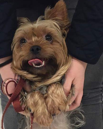 Cita på 3 år er en yorky terrier 🐶 Hun fikk kloklipp og shampoo 😄 #zooexpressen_besøk #dyrebutikk #bodø #bodøby #hund #hundibodø #dog #dogstagram #dogsofinstagram #puppy #puppylove #puppyeyes #puppiesofinstagram #pupstagram #cute #cutepuppy #puppyadventures #dogadventures #weeklyfluff #fluffy #yorkshireterrier