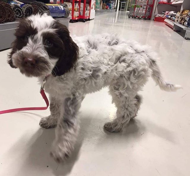 Hera på 9 uker er en australsk cobberdog 🐶
Hun fikk seg shampoo i dag 😄 #zooexpressen_besøk #dyrebutikk #bodø #bodøby #hund #hundibodø #dog #dogstagram #dogsofinstagram #puppy #puppylove #puppyeyes #puppiesofinstagram #pupstagram #cute #cutepuppy #puppyadventures #dogadventures #pupstagram #cute #cutepuppy #puppyadventures #dogadventures #weeklyfluff #fluffy