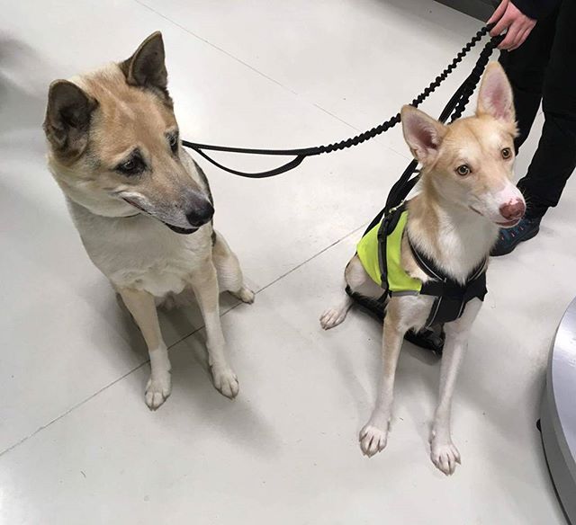 Poti (11 år) og Nito (11 mnd) er to husky’er som var innom og fikk seg Brit care fôr og omega 3 olje 😄 #zooexpressen_besøk #dyrebutikk #bodø #bodøby #hund #hundibodø #dog #dogstagram #dogsofinstagram #puppy #puppylove #puppyeyes #puppiesofinstagram #pupstagram #cute #cutepuppy #puppyadventures #dogadventures #weeklyfluff #fluffy #husky