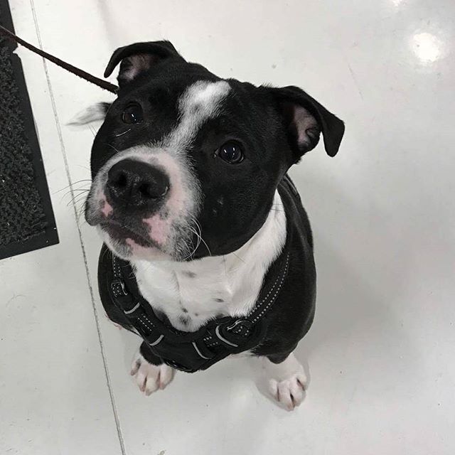 Odin er en Staff på 8 mnd🐶 han fikk seg vom i dag😊 #zooexpressen_besøk #dyrebutikk #bodø #bodøby #hund #hundibodø #dog #dogstagram #dogsofinstagram #puppy #puppylove #puppyeyes #puppiesofinstagram #pupstagram #cute #cutepuppy #puppyadventures #dogadventures #weeklyfluff #fluffy #staffordshirebullterrier #staff