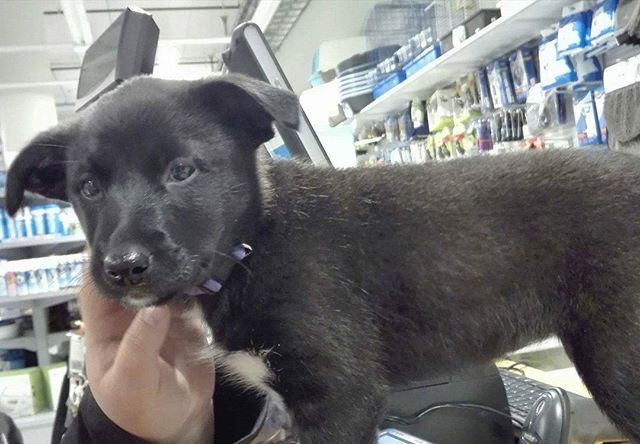Alwa 8 uker er en blandings hund 🐶
Hun har fått seg halsbånd i dag 😀 #zooexpressen_besøk #dyrebutikk #bodø #bodøby #hund #hundibodø #dog #dogstagram #dogsofinstagram #puppy #puppylove #puppyeyes #puppiesofinstagram #pupstagram #cute #cutepuppy #puppyadventures #dogadventures #weeklyfluff #fluffy #mixedbreed