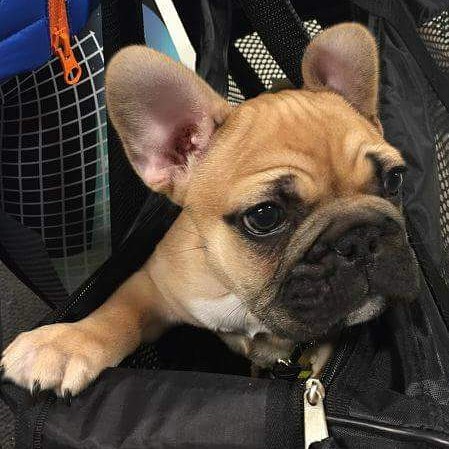 Rocky på 11 uker er en fransk bulldog 🐶
Han fikk seg godis i dag 😀 #zooexpressen_besøk #dyrebutikk #bodø #bodøby #hund #hundibodø #dog #dogstagram #dogsofinstagram #puppy #puppylove #puppyeyes #puppiesofinstagram #pupstagram #cute #cutepuppy #puppyadventures #dogadventures #weeklyfluff #fluffy #franskbulldog #frenchbulldog