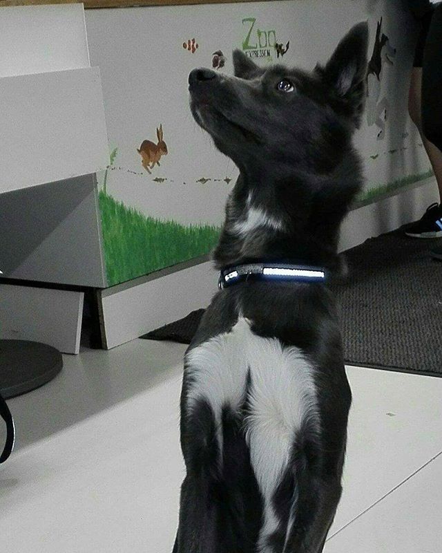Lizzie på 1 år er en blanding mellom husky og border collie 🐶
Hun fikk seg vom i dag 😀 #zooexpressen_besøk #dyrebutikk #bodø #bodøby #hund #hundibodø #dog #dogstagram #dogsofinstagram #puppy #puppylove #puppyeyes #puppiesofinstagram #pupstagram #cute #cutepuppy #puppyadventures #dogadventures #weeklyfluff #fluffy #husky #bordercollie #mixedbreed