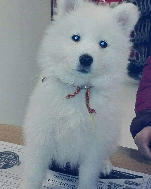 Luna på 8 uka er en Samojed 🐶
Ho fikk seg sauen shaun leke og navne-tag i dag😊 #zooexpressen_besøk #dyrebutikk #bodø #bodøby #hund #hundibodø #dog #dogstagram #dogsofinstagram #puppy #puppylove #puppyeyes #puppiesofinstagram #pupstagram #cute #cutepuppy #puppyadventures #dogadventures #weeklyfluff #fluffy #samojed
