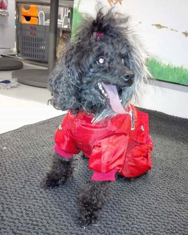 Biffi på 9 år er en toy puddel 🐶 Hun fikk seg kloklipp i dag 😀 #zooexpressen_besøk #dyrebutikk #bodø #bodøby #hund #hundibodø #dog #dogstagram #dogsofinstagram #puppy #puppylove #puppyeyes #puppiesofinstagram #pupstagram #cute #cutepuppy #puppyadventures #dogadventures #weeklyfluff #fluffy #toypoodle