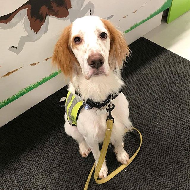Faust er en Engelsk setter på 8mnd 🐶 han fikk seg vom, tørket strupe, lamme ører og oksemuskler i dag 😊 #zooexpressen_besøk #dyrebutikk #bodø #bodøby #hund #hundibodø #dog #dogstagram #dogsofinstagram #puppy #puppylove #puppyeyes #puppiesofinstagram #pupstagram #cute #cutepuppy #puppyadventures #dogadventures #weeklyfluff #fluffy #engelsksetter #englishsetter