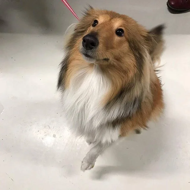 Lady på snart 9 mnd. er en Shetland sheepdog🐶 hun fikk seg en kloklipp i dag 😊 #zooexpressen_besøk #dyrebutikk #bodø #bodøby #hund #hundibodø #dog #dogstagram #dogsofinstagram #puppy #puppylove #puppyeyes #puppiesofinstagram #pupstagram #cute #cutepuppy #puppyadventures #dogadventures #weeklyfluff #fluffy #shetlandsheepdog #sheltie