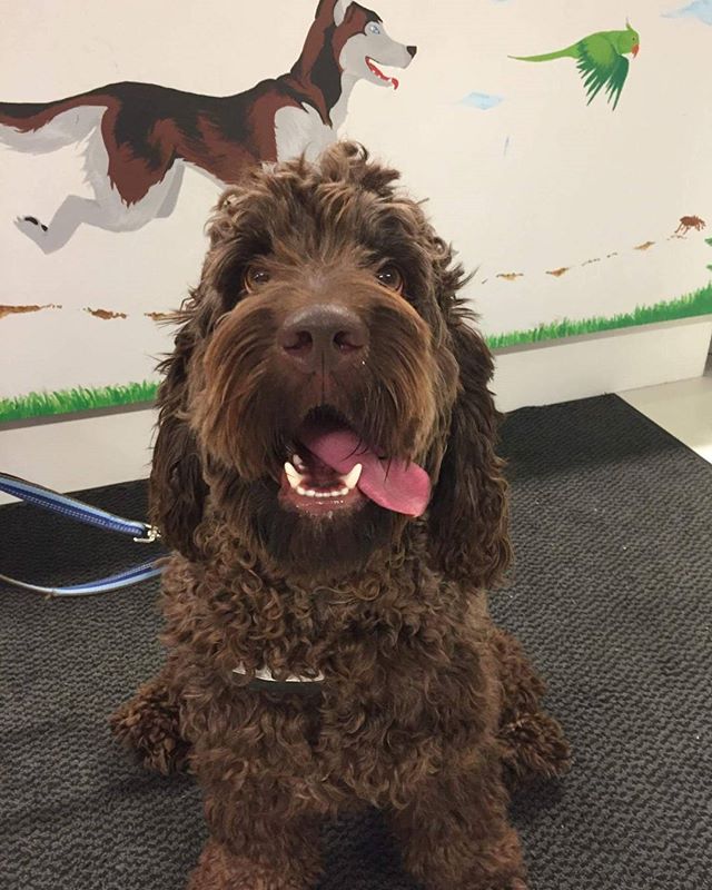 Helmer er en copperdog som fikk seg vom og en ny leke i dag 😀 🐶 #zooexpressen_besøk #dyrebutikk #bodø #bodøby #hund #hundibodø #dog #dogstagram #dogsofinstagram #puppy #puppylove #puppyeyes #puppiesofinstagram #pupstagram #cute #cutepuppy #puppyadventures #dogadventures #weeklyfluff #fluffy #copperdog
