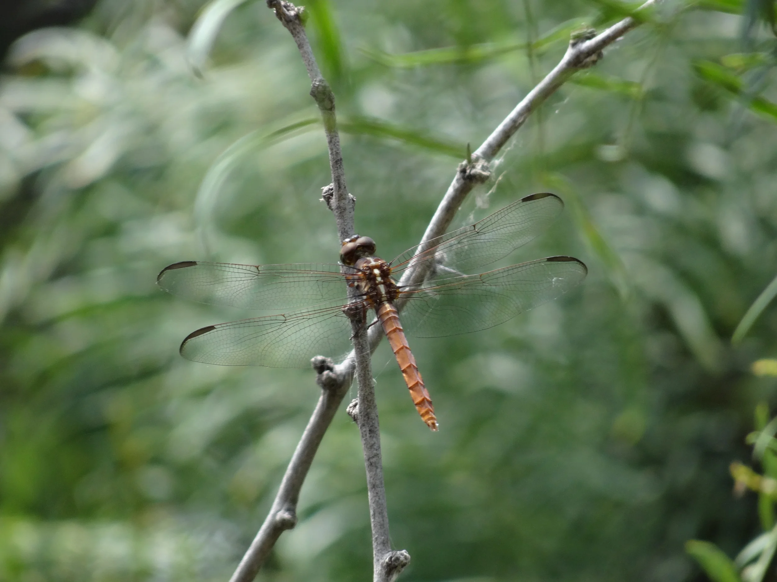 DSC01716.JPG