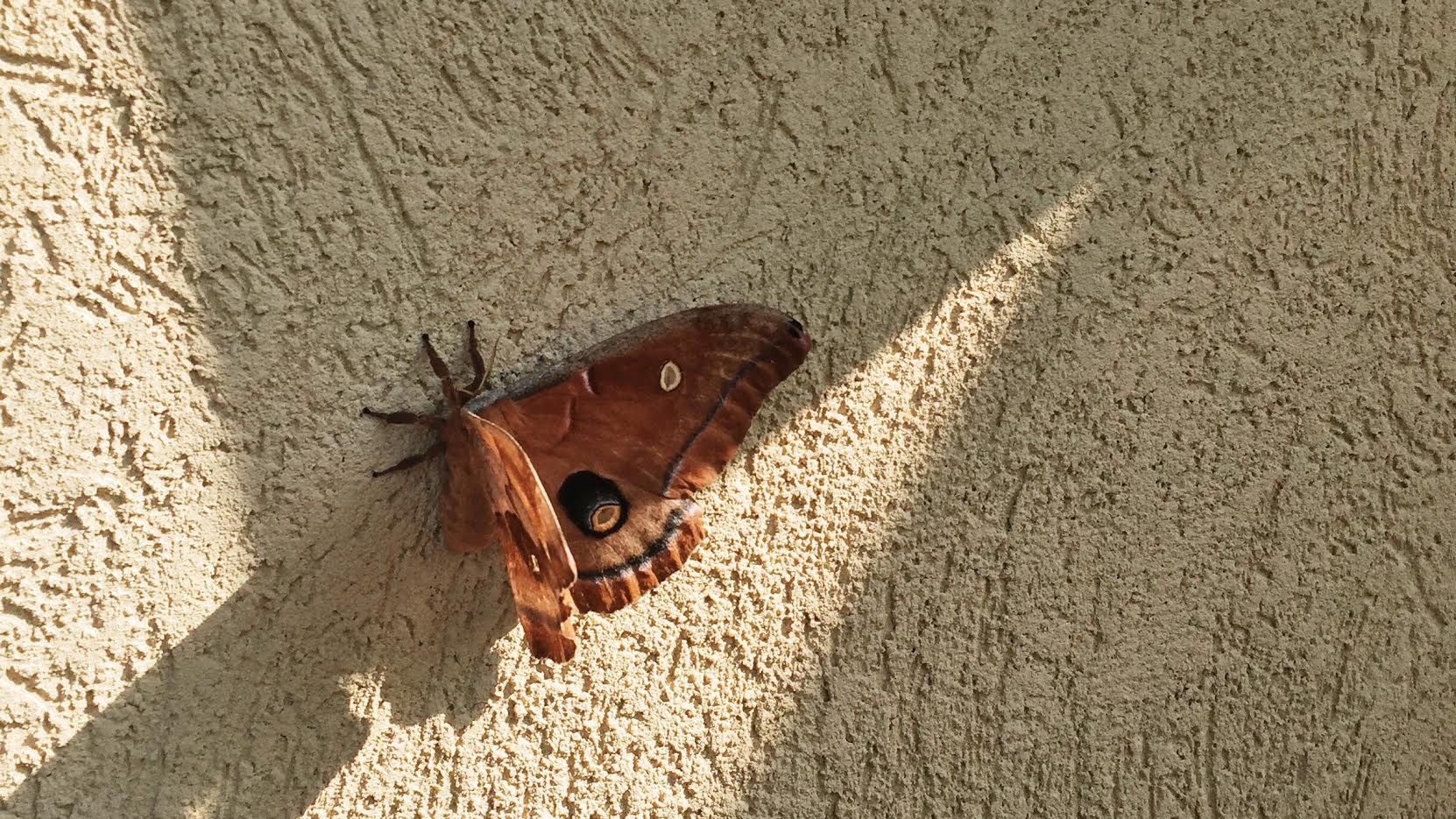 Photo credit: Amelia Quint | Antheraea polyphemus moth; a member of the Saturniidae silk producing family