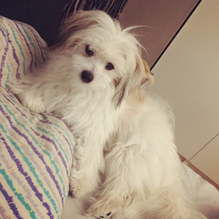 Bamse <3