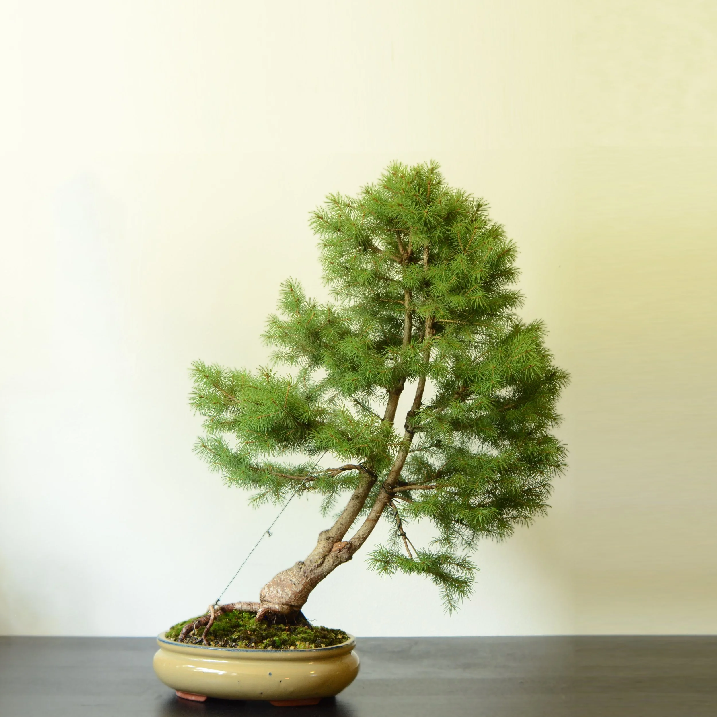 Dwarf Albert Spruce - Étude №1