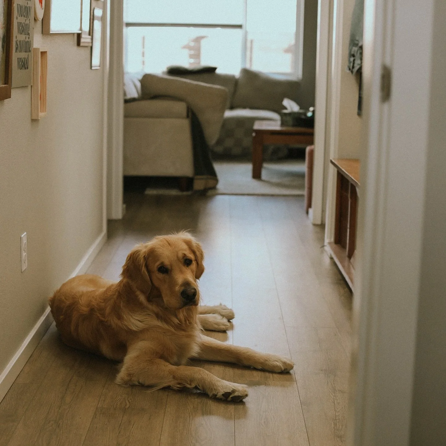 we love our Henny boy. Here&rsquo;s from when we just started fostering him and falling in love with him at the same time.

His early days meant lots of outside time and playing and being a dirty little guy, so we honor that with as much play and dir