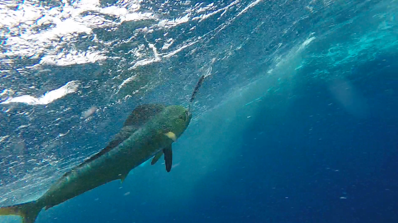 The Mahi Mahi with a Rapala lure hooked firmly in its gob. This shot is taken from underwater with the GoPro. Notice the wild psychedelic colours it sports before the colours fade in the next shot. 