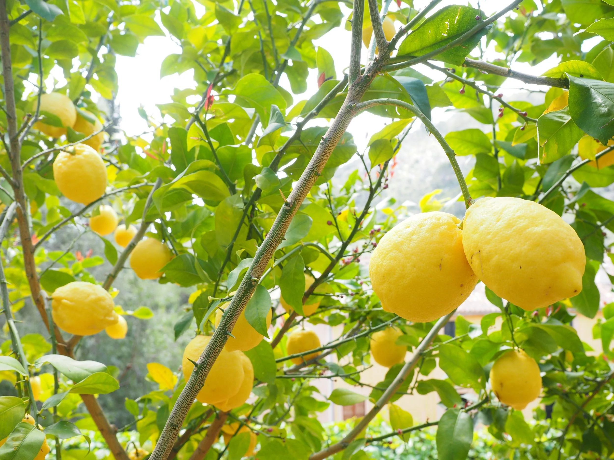 lemon-1117565.jpg
