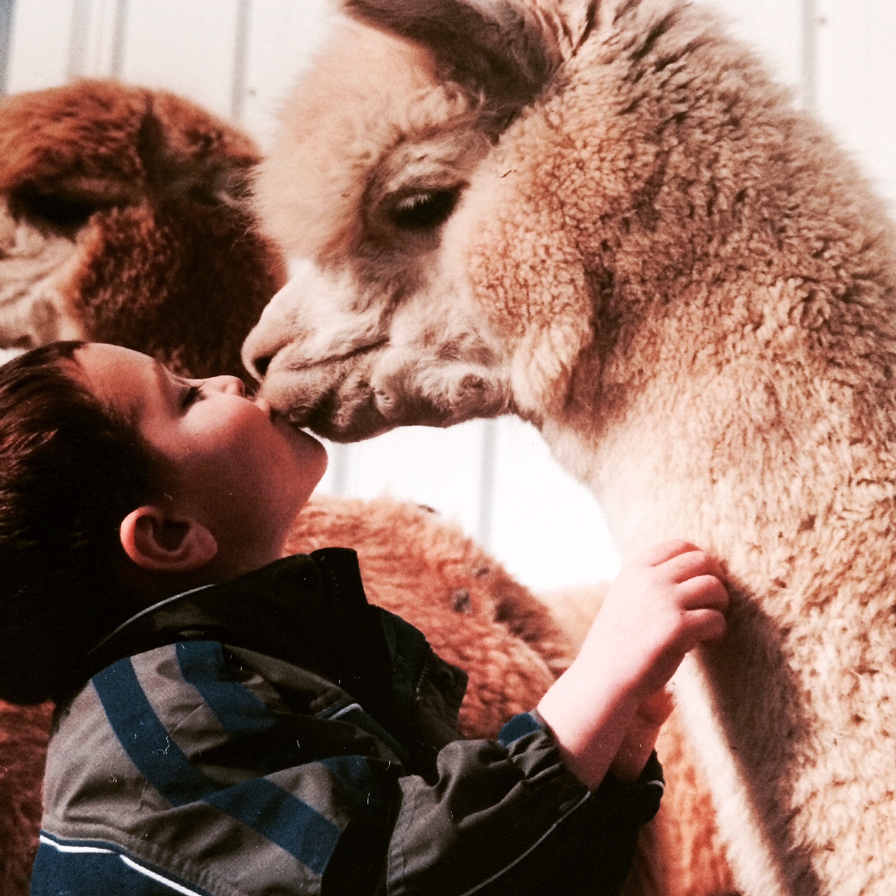 Alpaca and a boy.JPG