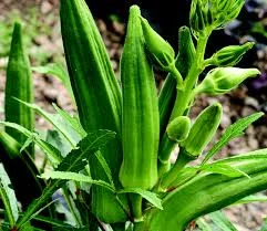 Check out the numerous potential health benefits of eating okra: Benefits of Okra