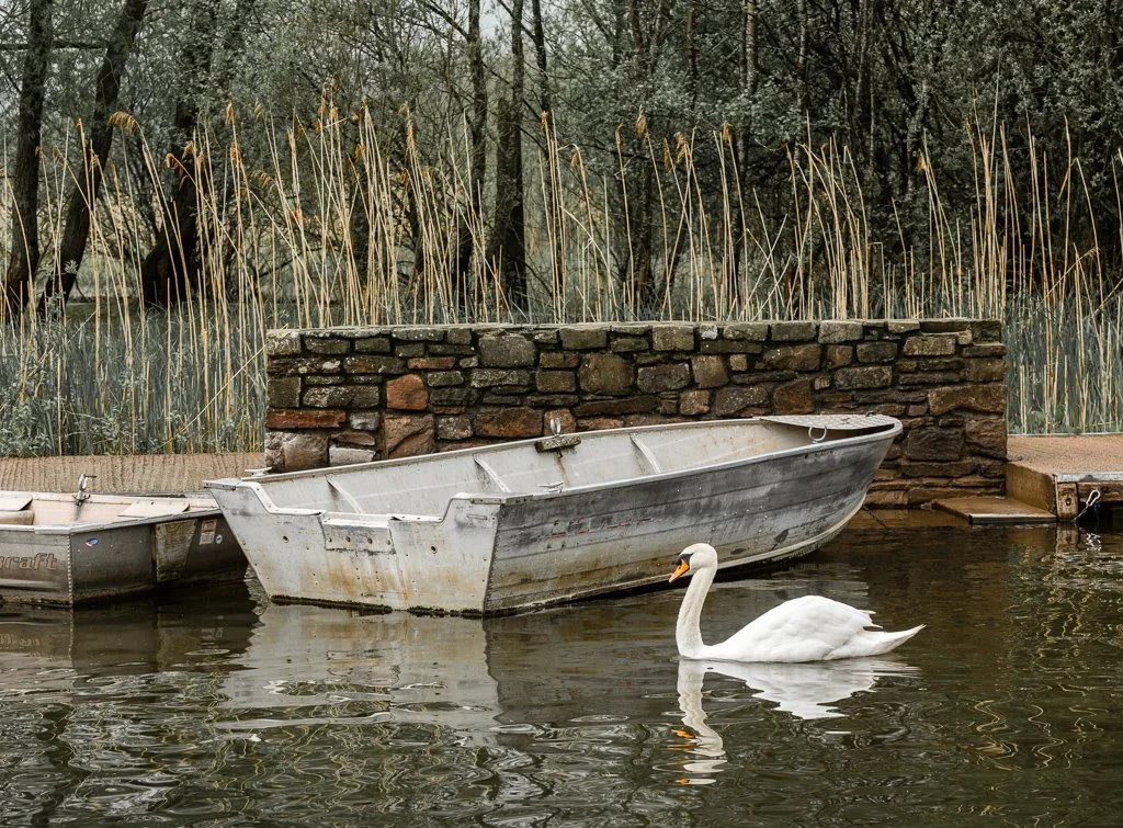 Swan and Boats, Llangorse Lake, Brecon Beacons photo by kamal chilaka