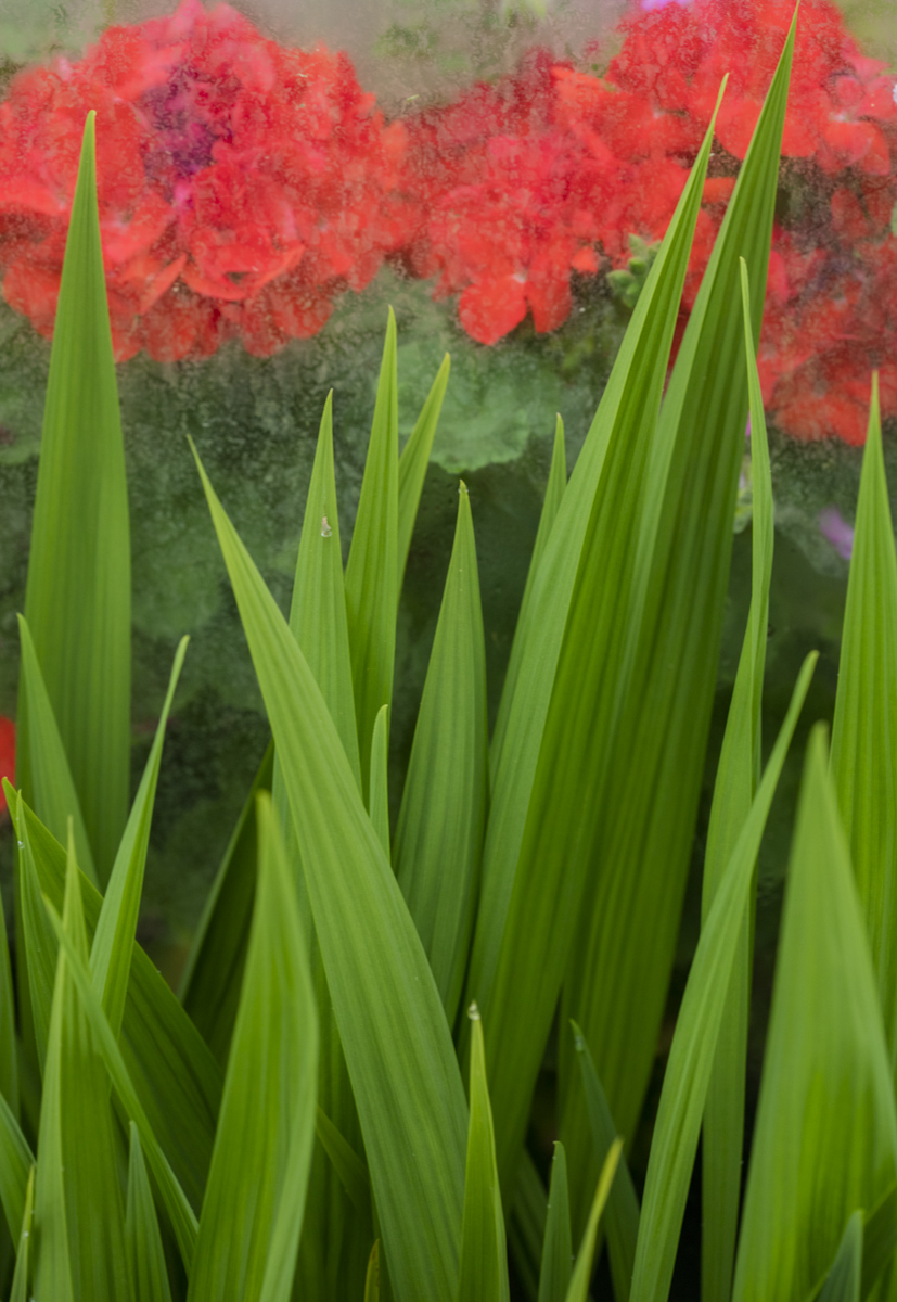 Greenhouse fowers 1