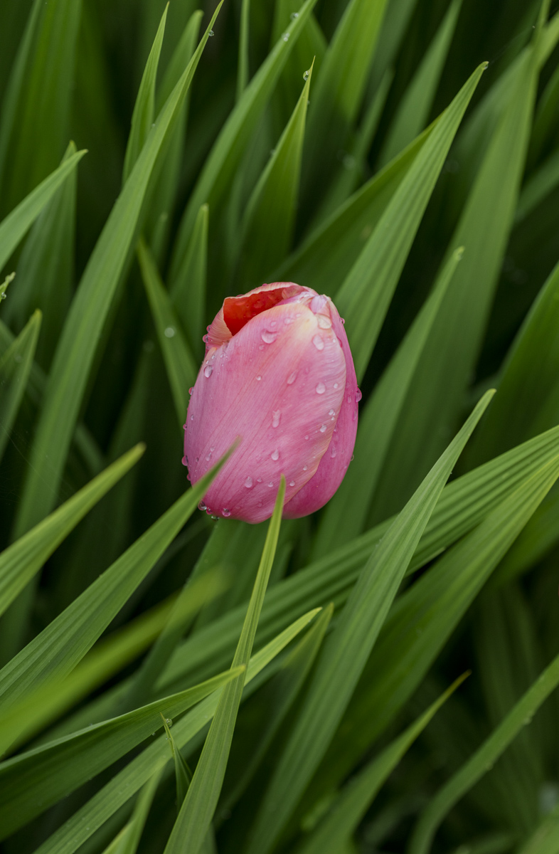 Tulip after the rain 2