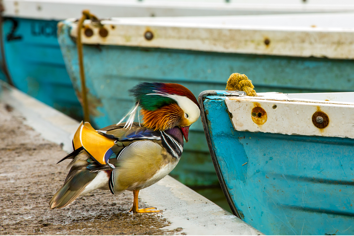 Sleepy Mandarin