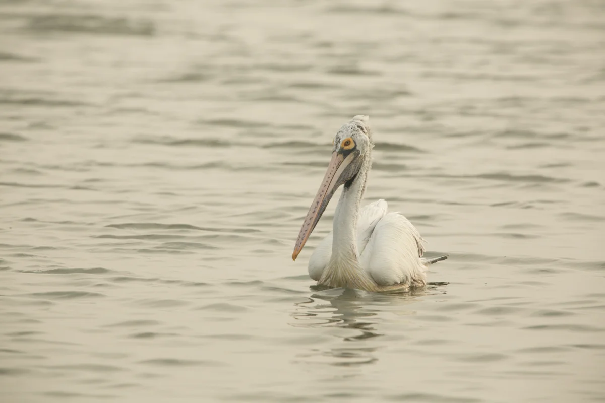 Kelambakam Birds-3771.jpg