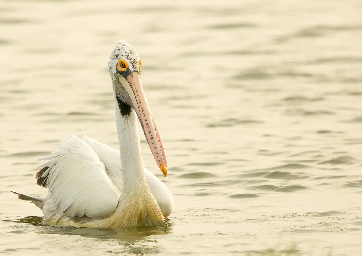 Here the subject occupies more of the frame without getting too close to the edges to crop the image but at the same time there is enough background information.