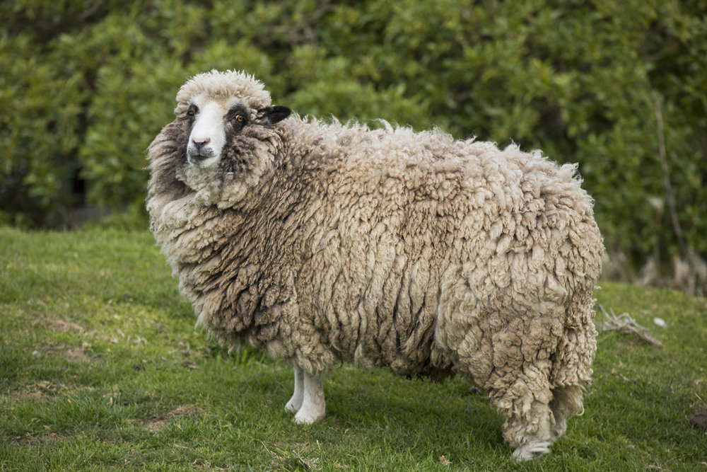 NZ SHEEP-1.jpg