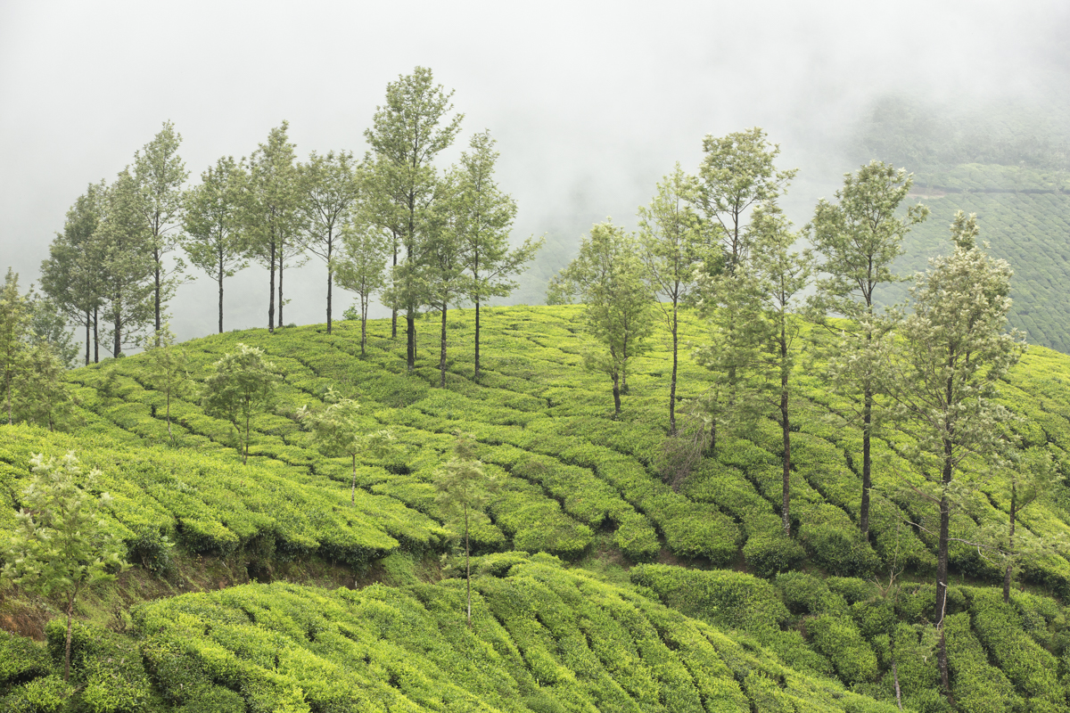 Tea Plantations, Munnar