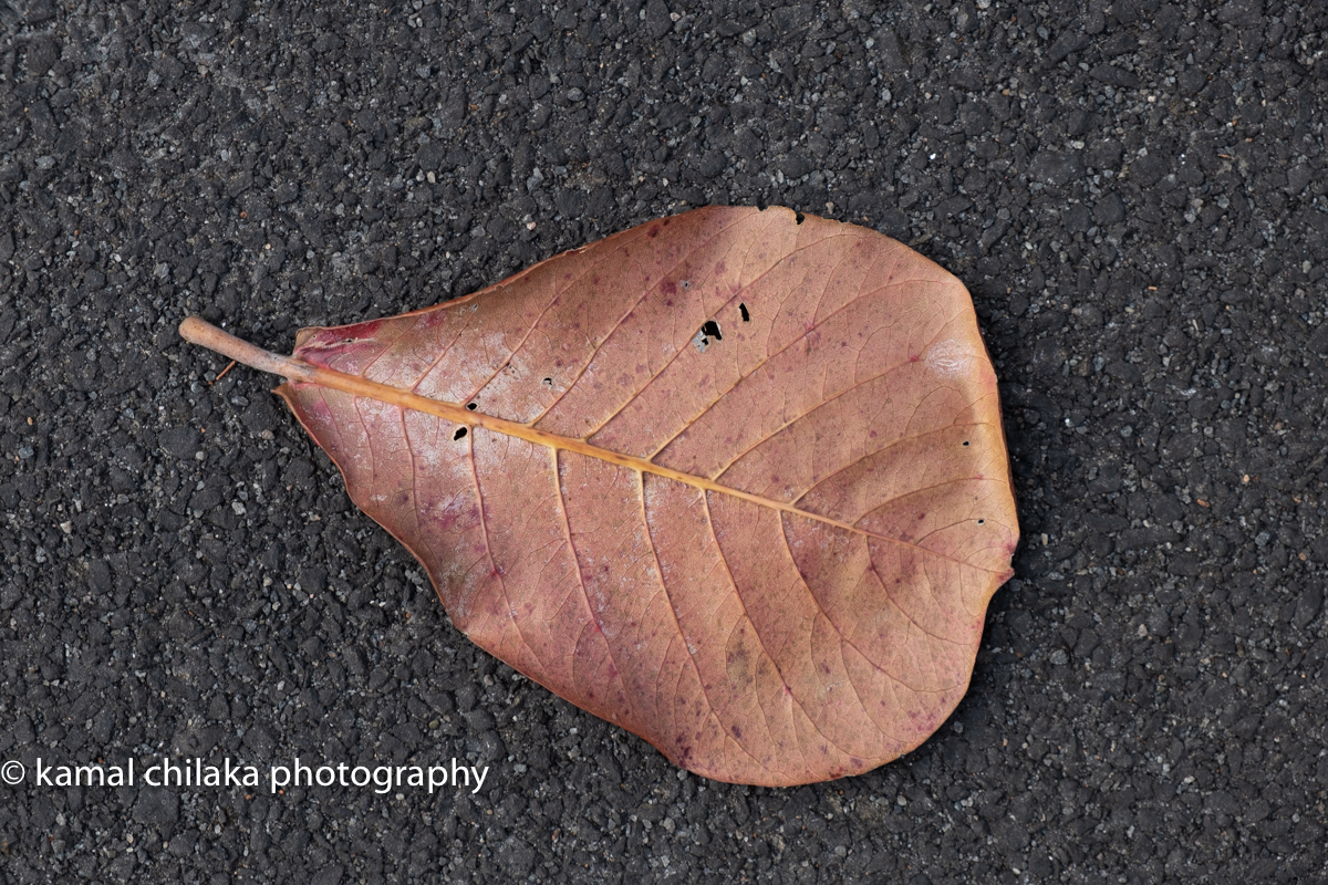 Shot on Fujifilm XT-3 with 18-55mm f 2.8-4.0 lens at 55mm f 6.4 and 1/80 sec unedited . The Leaf is focus and due to the small aperture even the texture of the road is sharp. This image is a 144 dpi jpeg of the original RAW image.