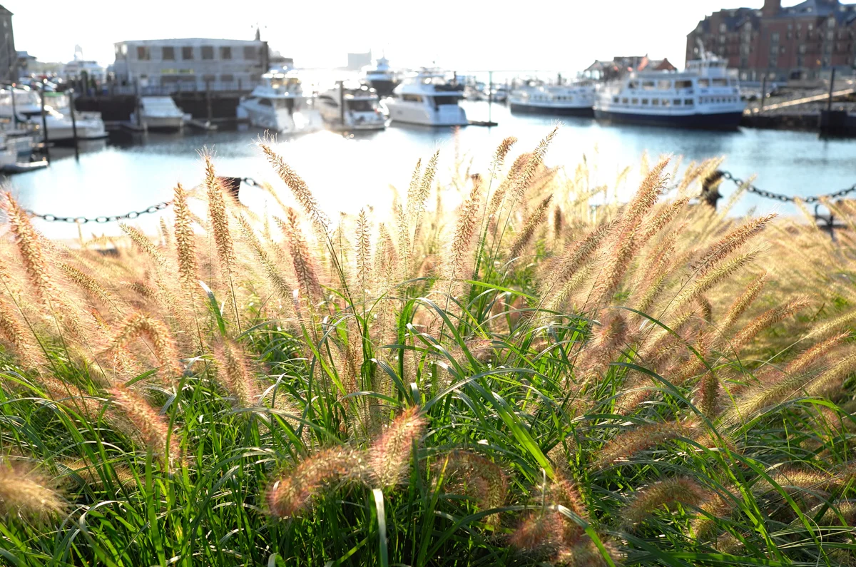 The Christopher Columbus Waterfront Park between Long Wharf and Commercial Wharf, Boston .