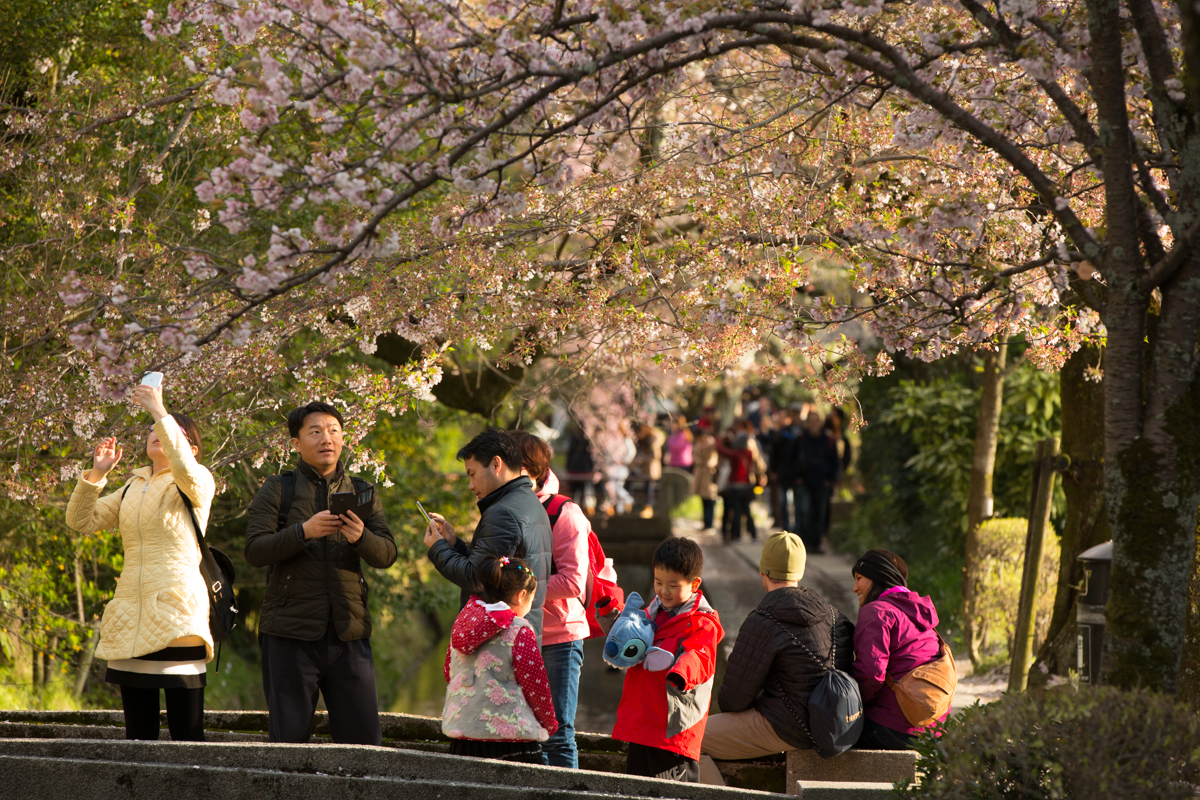Tourists taking in the beauty of the Cherry blossoms along Philosophers path, Kyoto