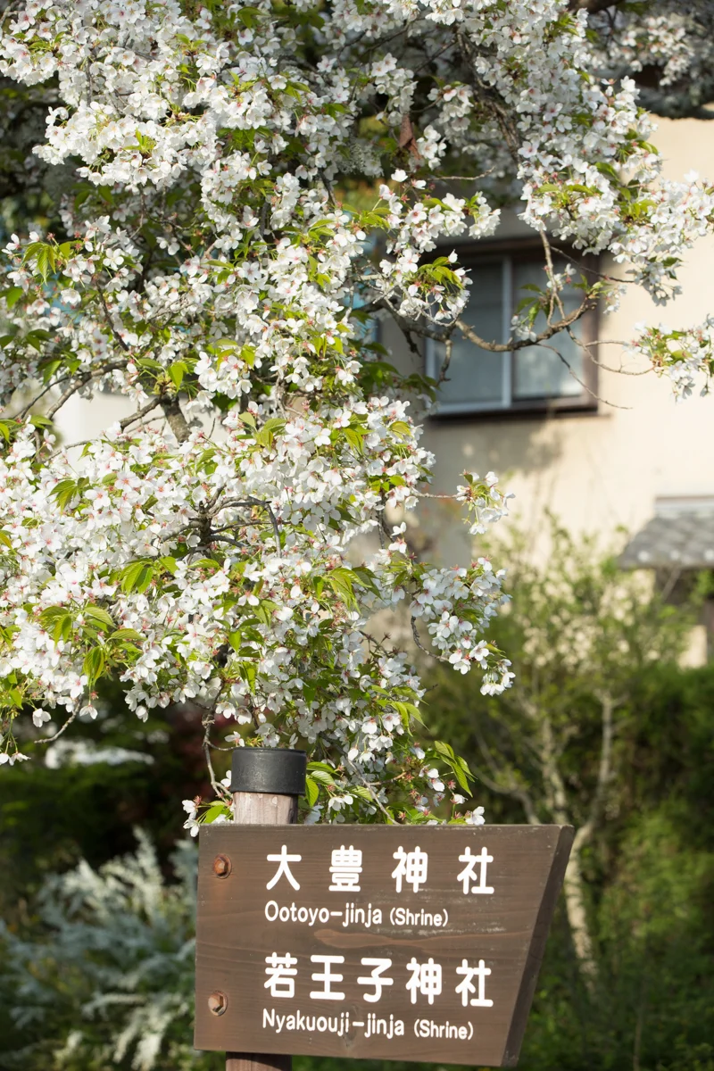 Cherry Blossoms and Sign along the Philosophers Path