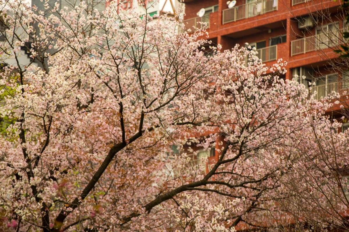 Shinjuku Gyoen Scene