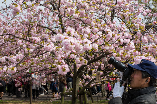 Online dating Kunming in blossoms cherry cherry blossom