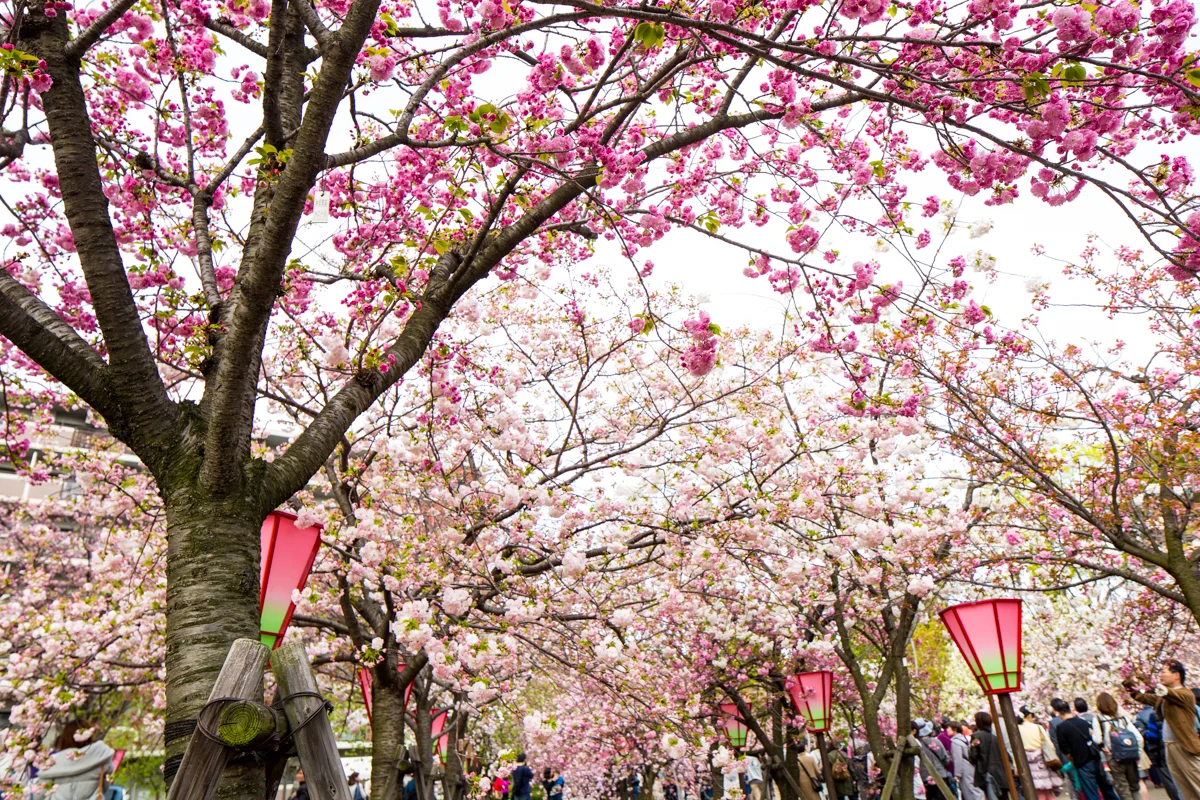 Cherry Blossoms at Osaka Mint Bureau