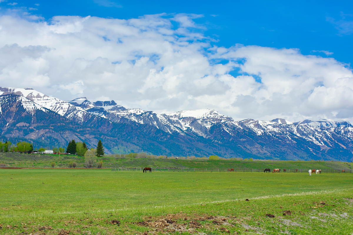 Back country scene