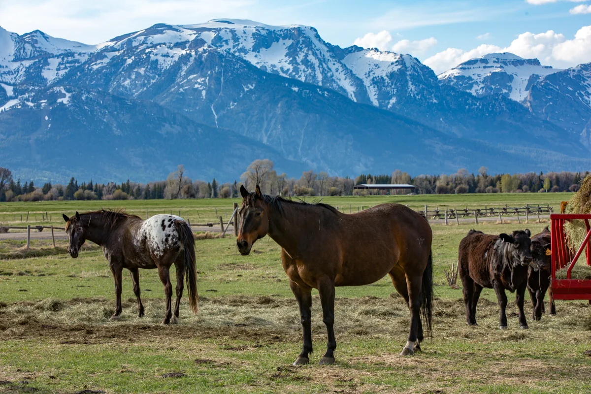 Horses and Cattle at a farm