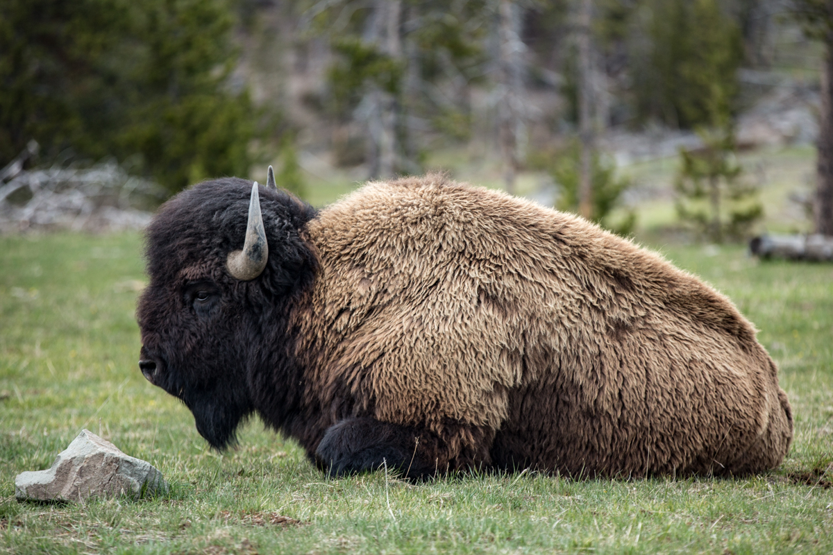 American Wild Buffalo at Yellowstone