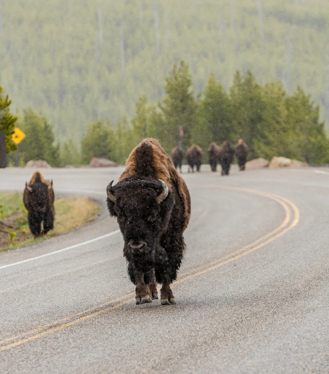 Yellowstone-3.jpg