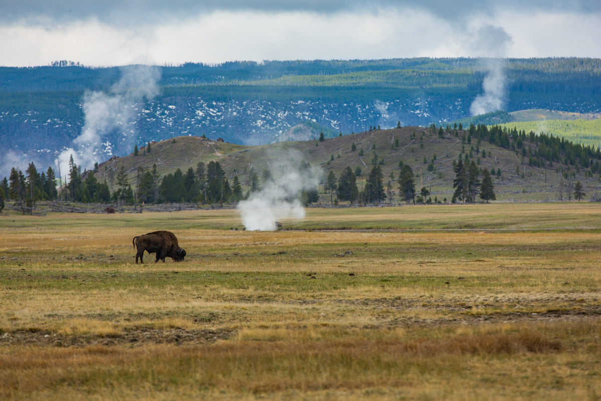 Buffalo grazing near Steam Vents, Yellowstone