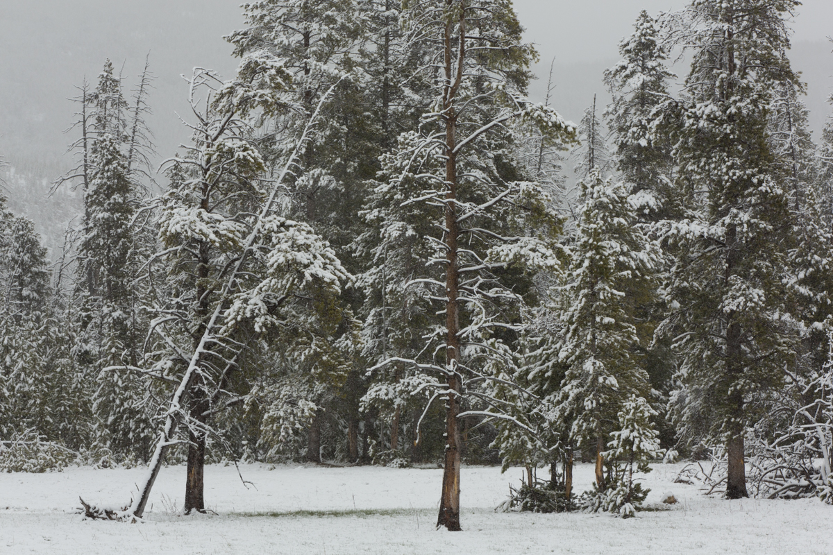 After a late Spring Snowfall