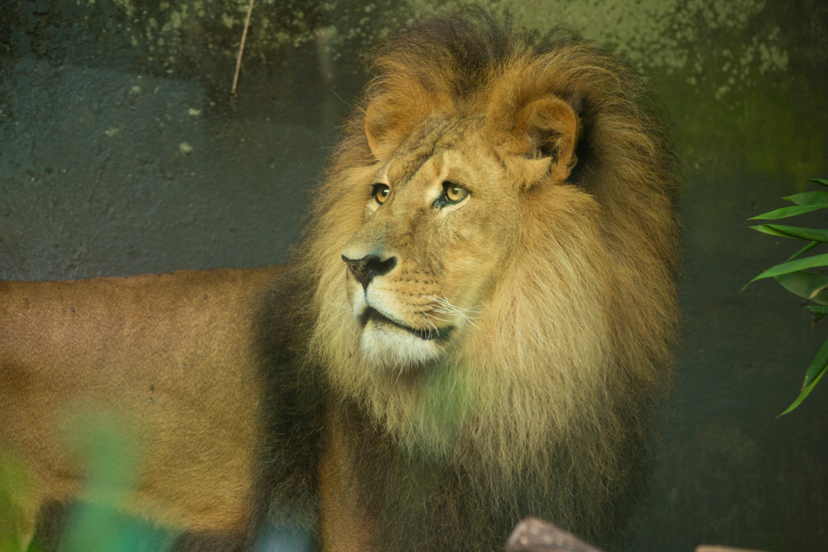 Male Lion at Sydney Zoo
