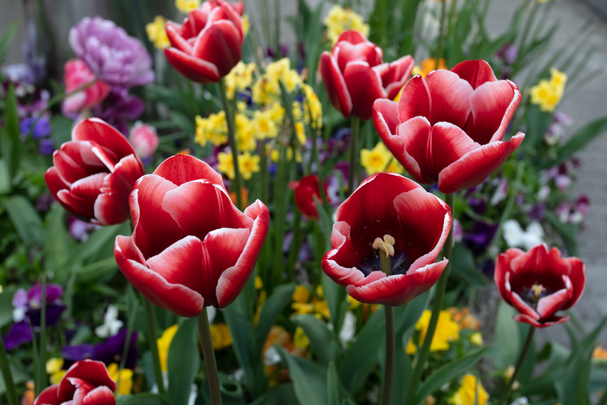 Tulips and Other spring flowers decorate the streets of Interlaken