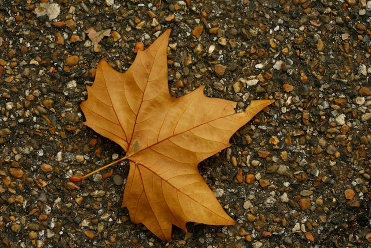 UK Autumn-10.jpg
