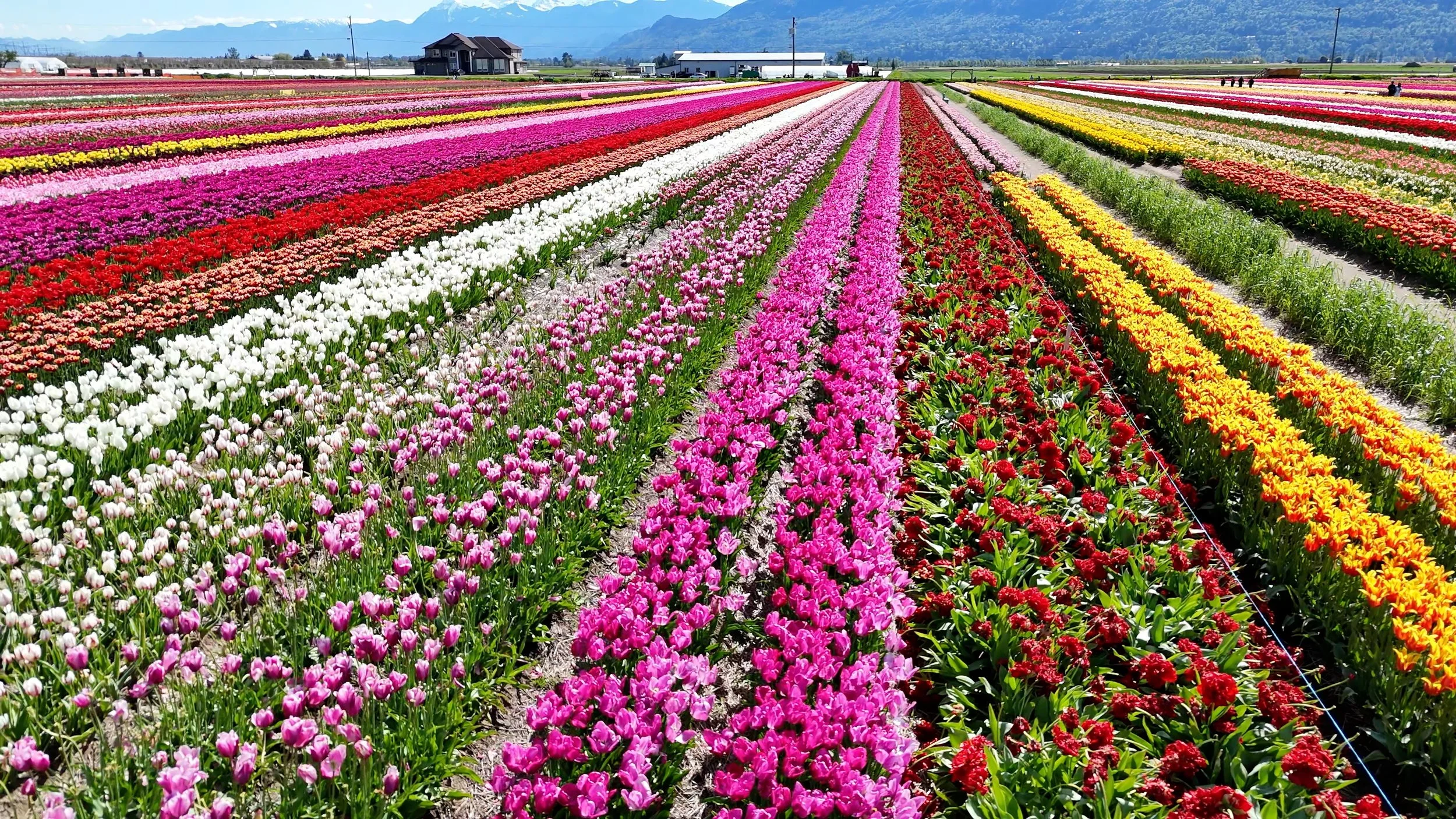 Rows of Tulips in Bloom in Fraser Valley caught by DJI AIR 3 Drone
