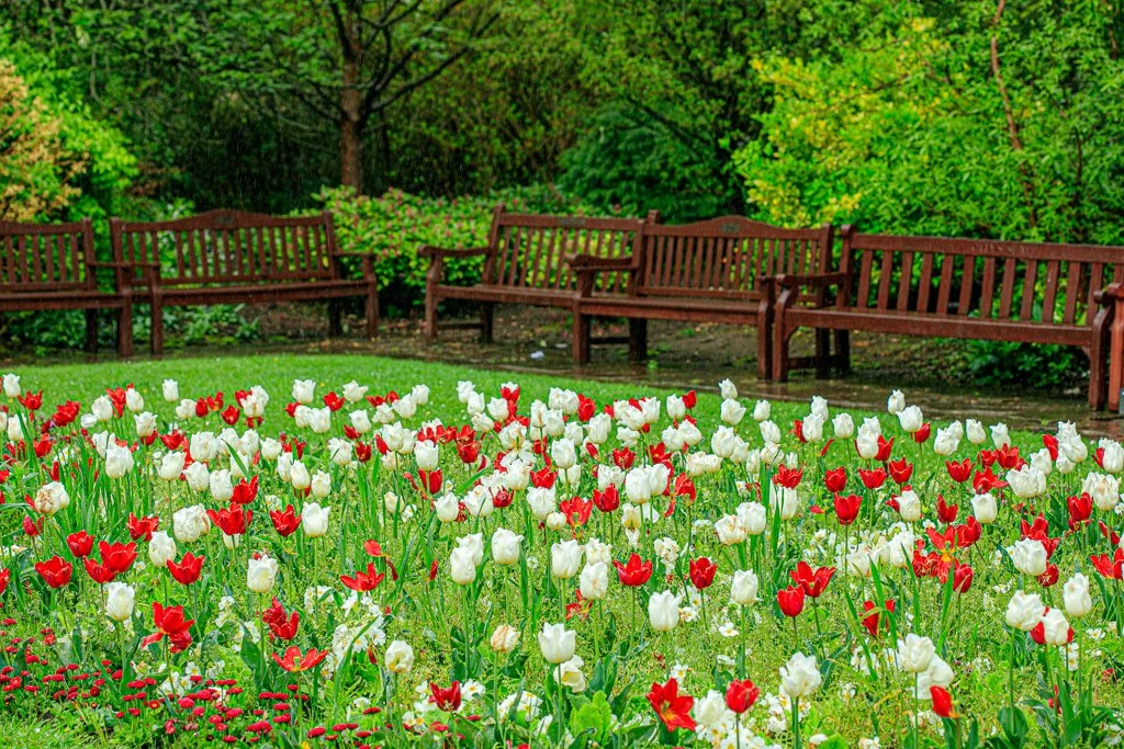 Tulips at Roath Park, Cardiff by Kamal Chilaka